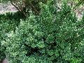 Japanese Boxleaf Euonymus / Euonymus japonicus 